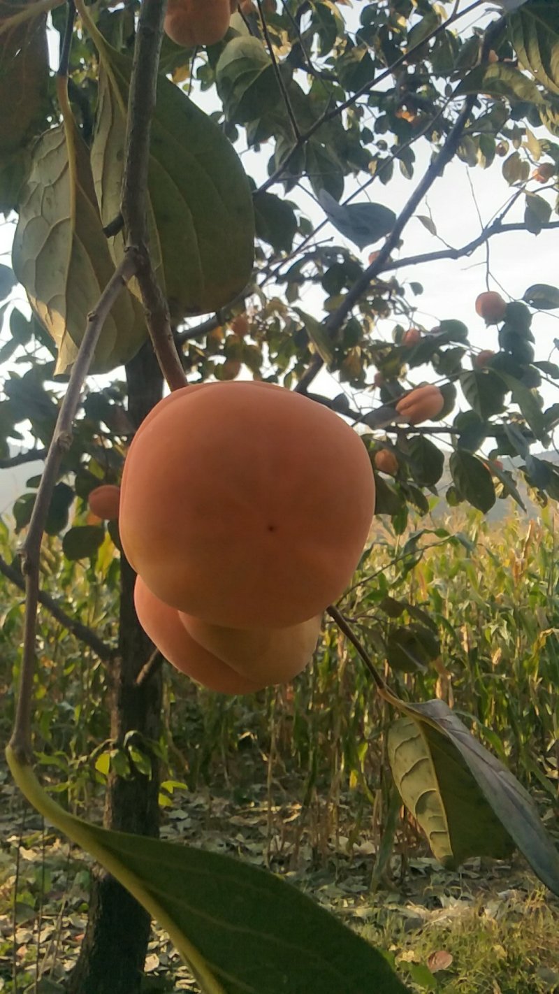 磨盘柿子