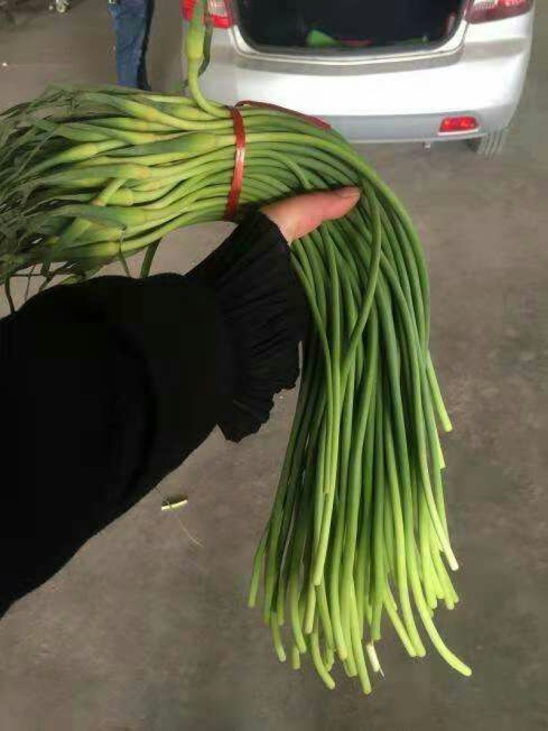 金乡精品蒜苔一茬50～60cm代收，代卖