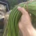 金乡精品蒜苔一茬50～60cm代收，代卖