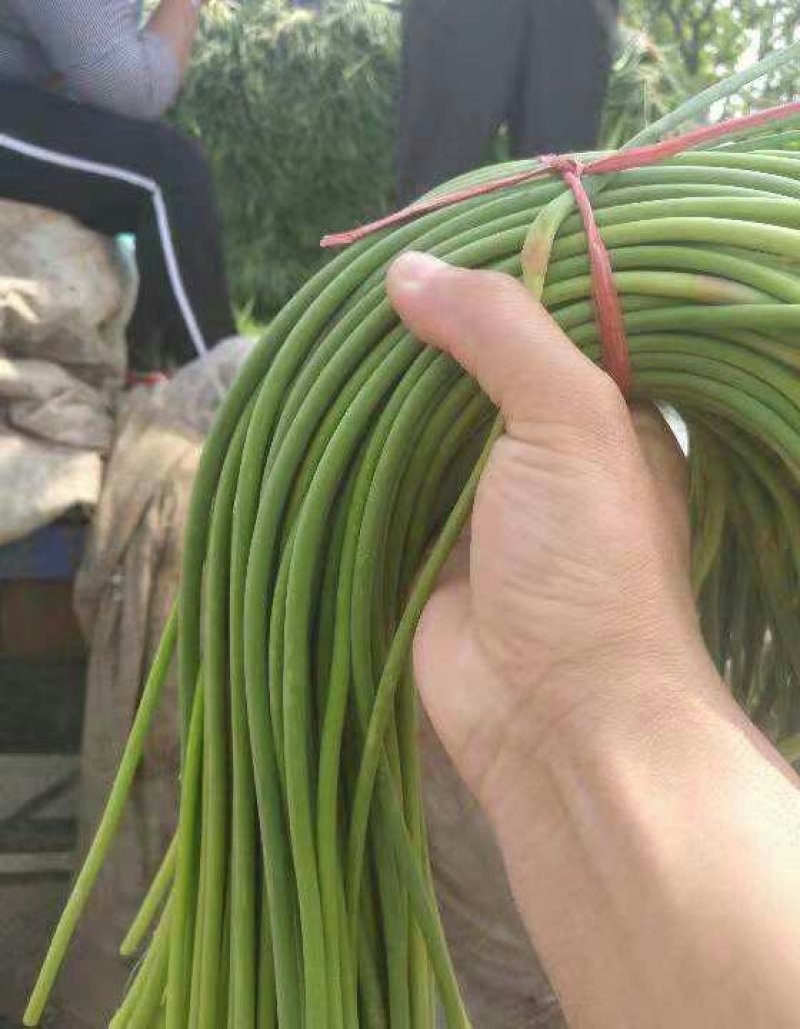 金乡精品蒜苔一茬50～60cm代收，代卖