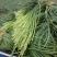金乡精品蒜苔一茬50～60cm代收，代卖