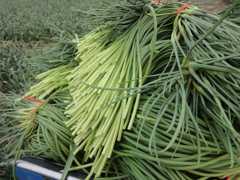 金乡精品蒜苔一茬50～60cm代收，代卖