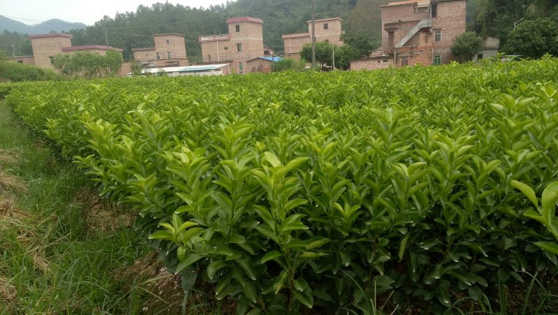 年桔苗，沃柑苗，柠檬头接陈皮柑苗，，质量保证，欢迎进店