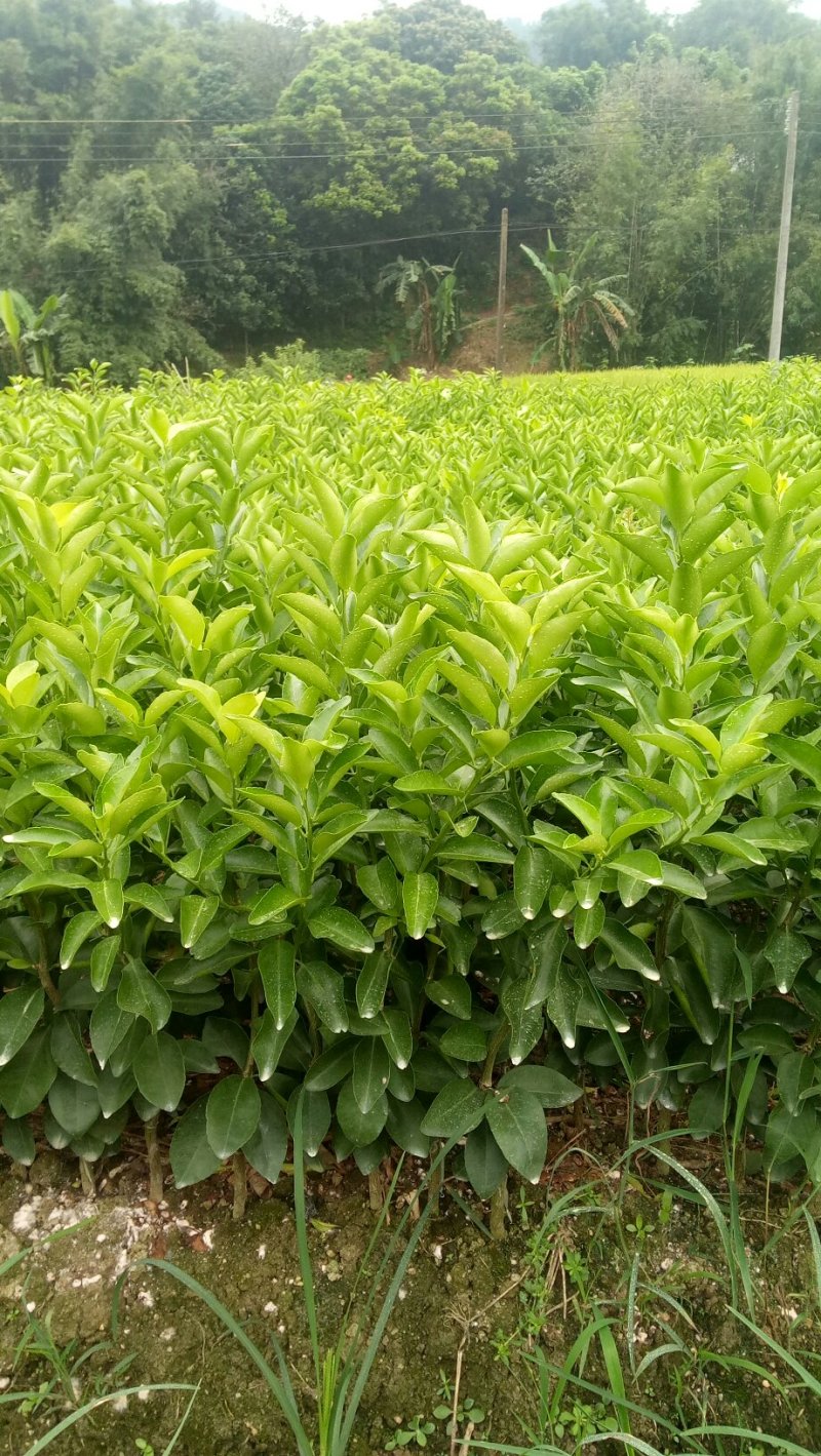 年桔苗，沃柑苗，柠檬头接陈皮柑苗，，质量保证，欢迎进店