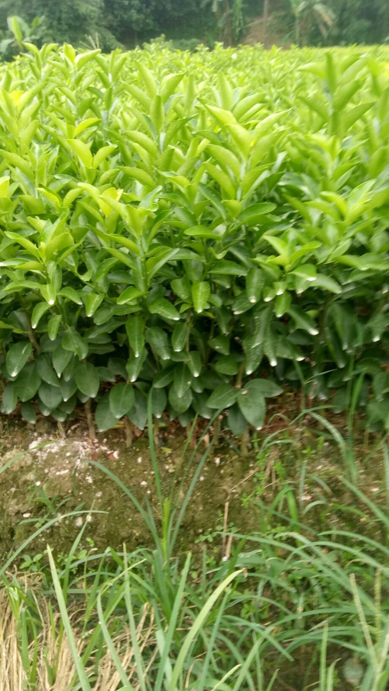 年桔苗，沃柑苗，柠檬头接陈皮柑苗，，质量保证，欢迎进店