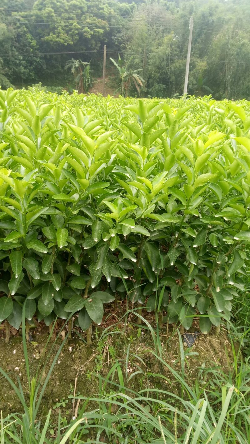 年桔苗，沃柑苗，柠檬头接陈皮柑苗，，质量保证，欢迎进店