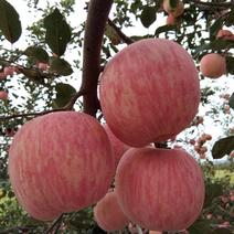 平度山地红富士苹果，80以上精品红富士，果面干净标光亮