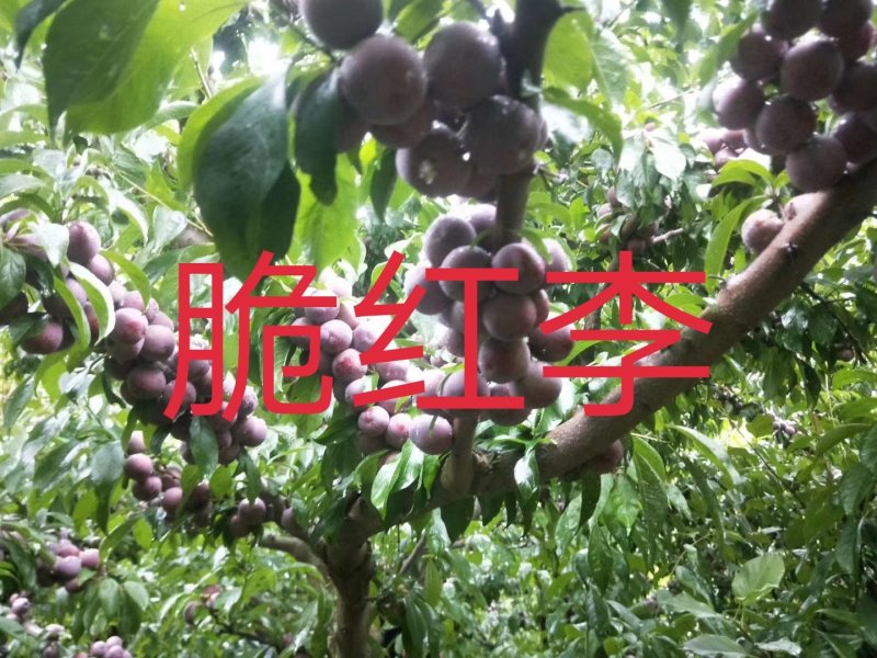 茂县脆红李子苗\技术免费\1年苗\离核\挂果多\脆甜