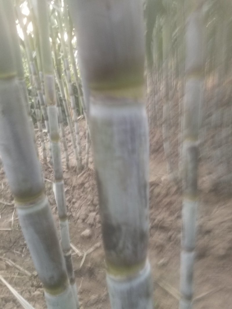 青皮白玉甘蔗大量供应湖北仙桃，新鲜上市，提供返程车