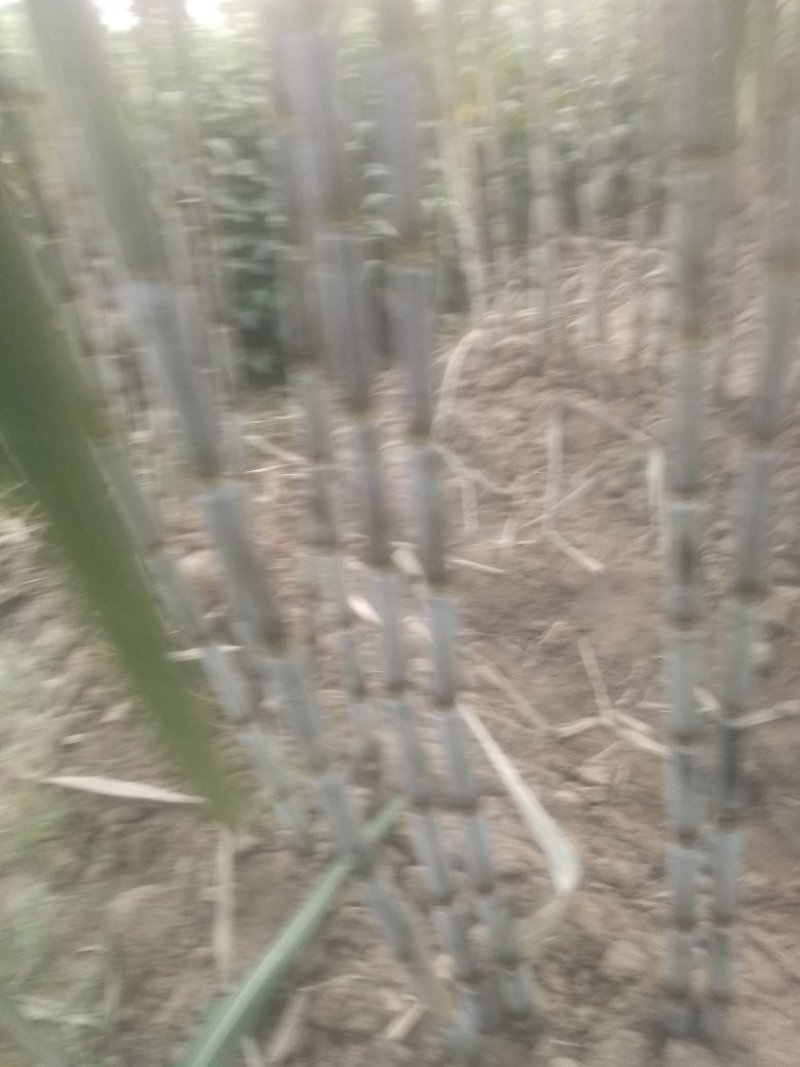 青皮白玉甘蔗大量供应湖北仙桃，新鲜上市，提供返程车