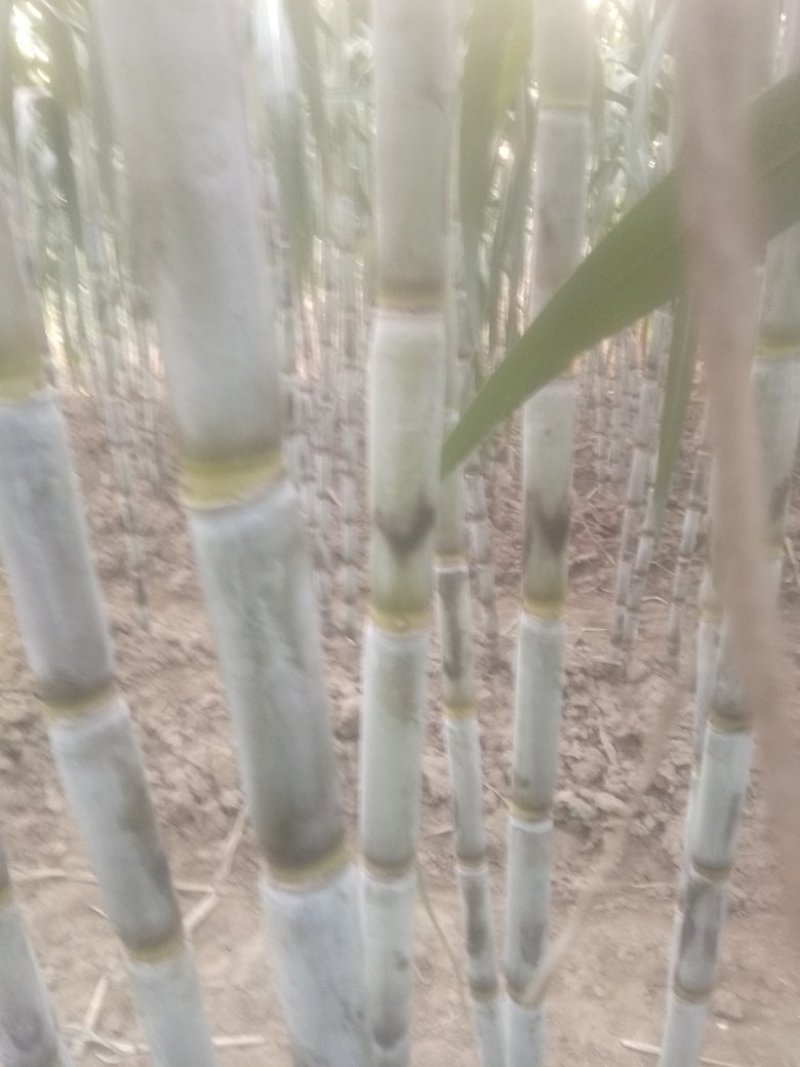 青皮白玉甘蔗大量供应湖北仙桃，新鲜上市，提供返程车