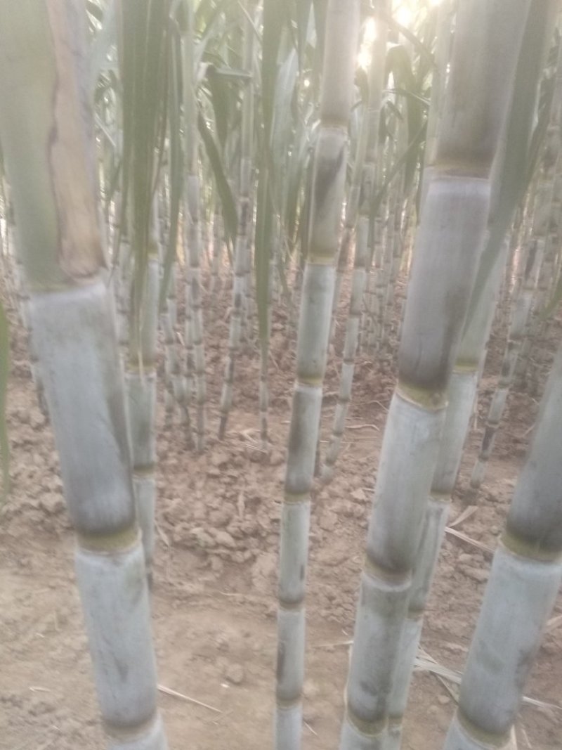 青皮白玉甘蔗大量供应湖北仙桃，新鲜上市，提供返程车