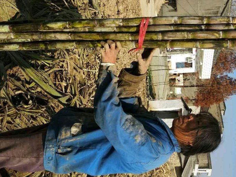 青皮白玉甘蔗大量供应湖北仙桃，新鲜上市，提供返程车