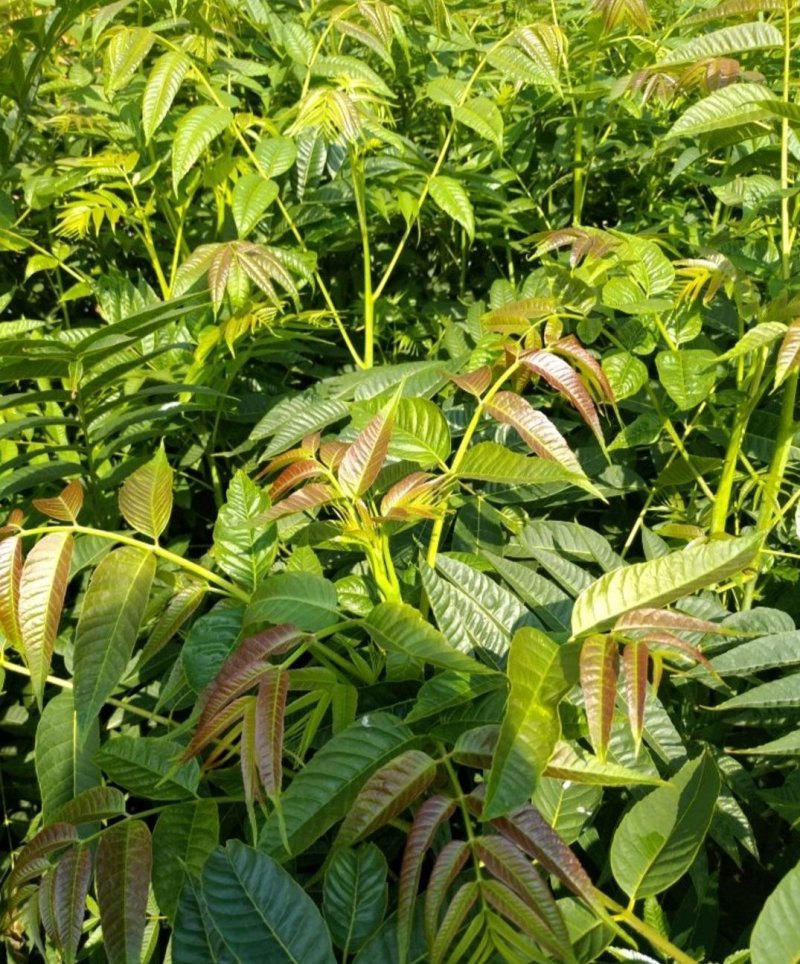 香椿苗红油香椿苗山东1公分香椿小苗价格