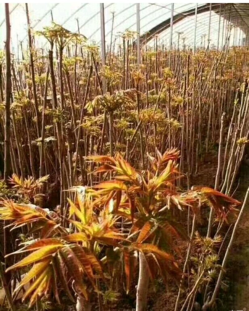 香椿苗红油香椿苗山东1公分香椿小苗价格