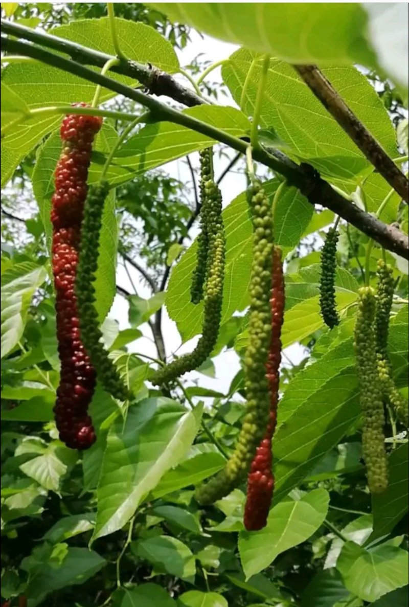 台湾长果桑树苗山东当年果槡树苗价格