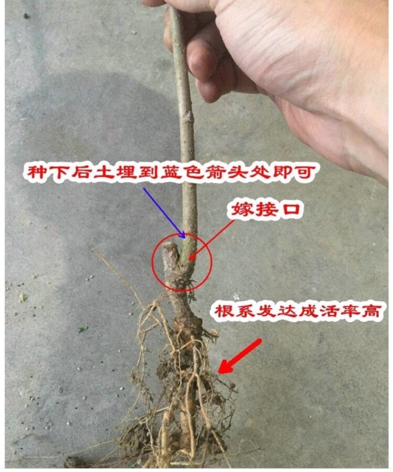 台湾长果桑树苗山东当年果槡树苗价格