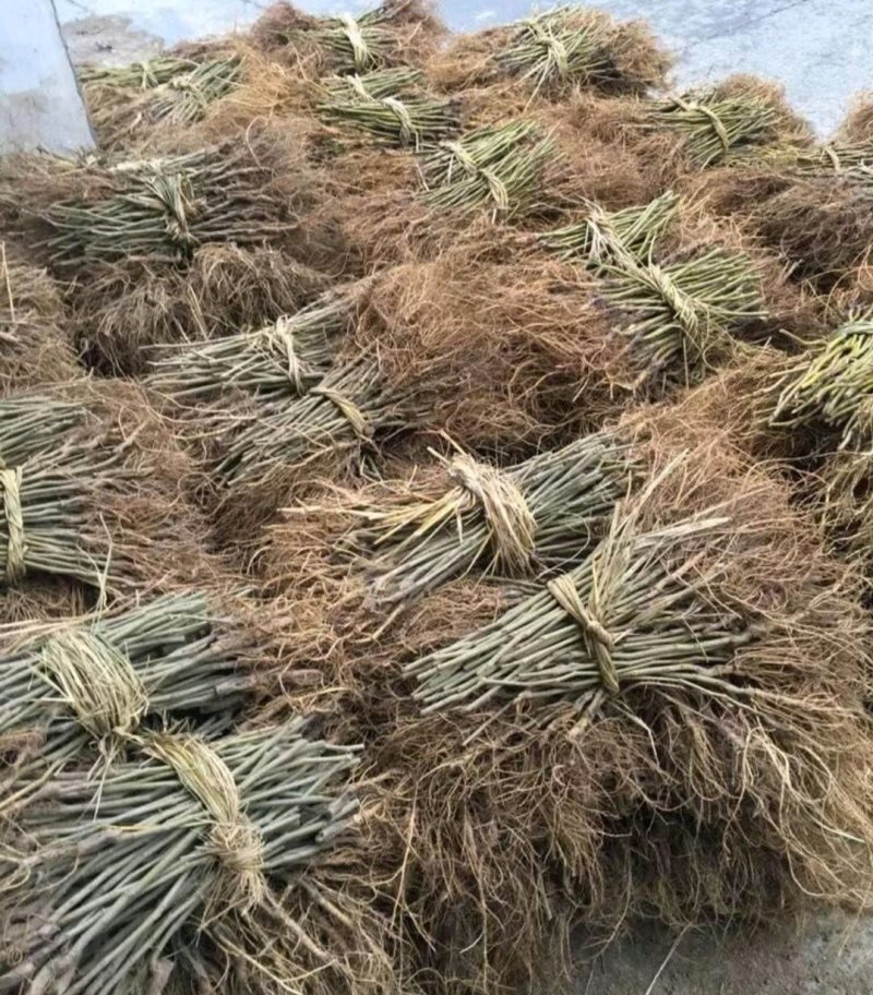 台湾长果桑树苗山东当年果槡树苗价格