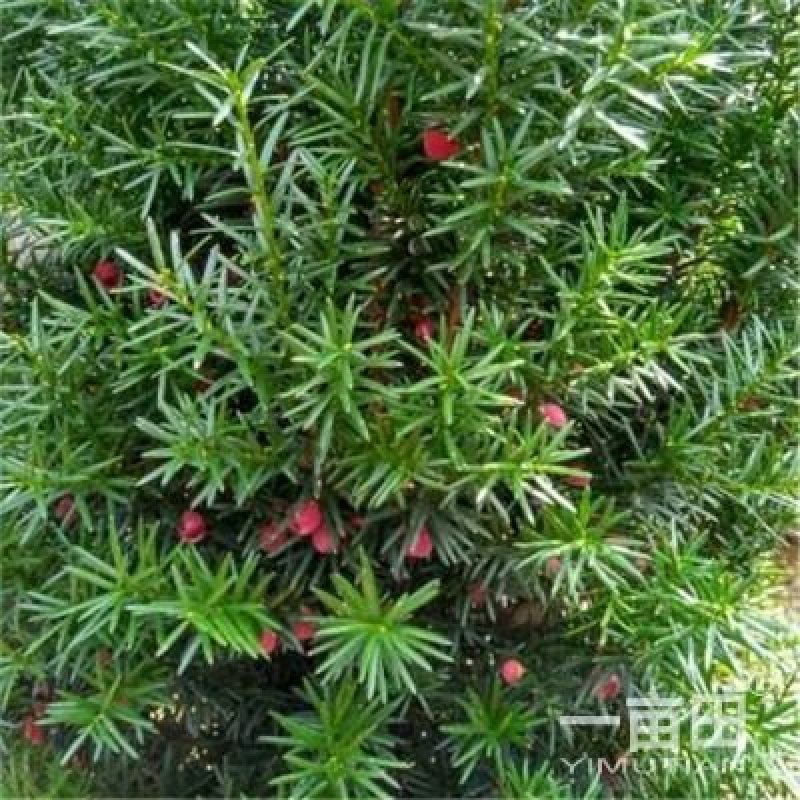 红豆杉小苗一10公分