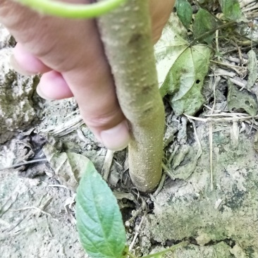 楸树