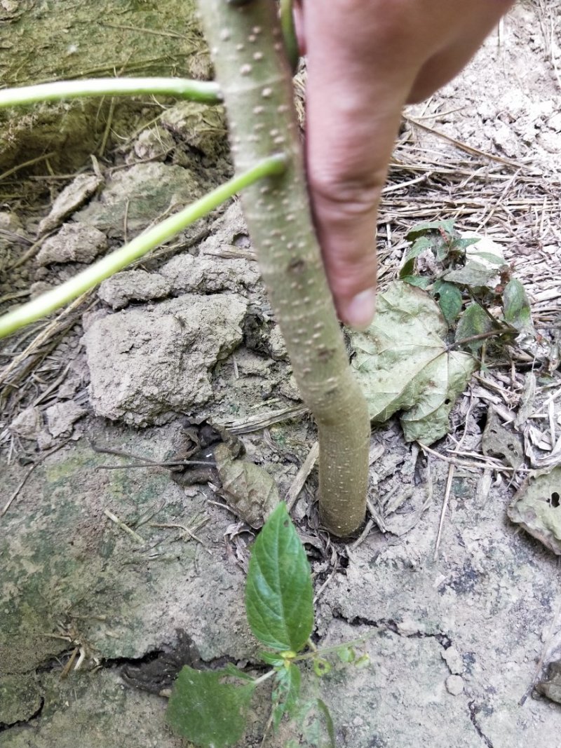 楸树