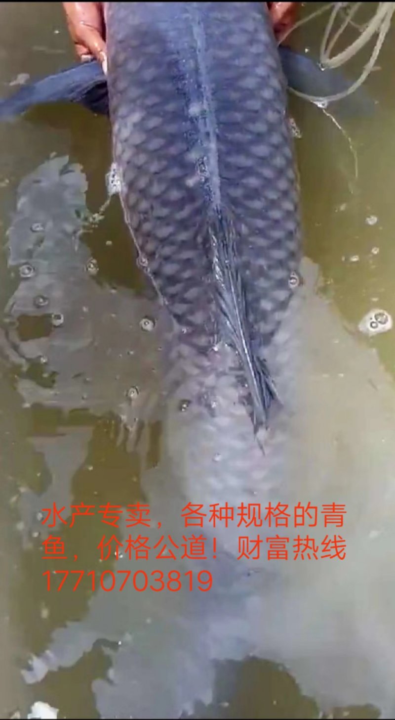 10到15，15到20，20到30，25到45青鱼