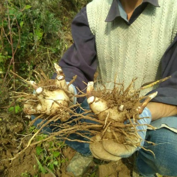 供应白芨球块苗子果夹，野生紫色三叉。聊一聊谈
