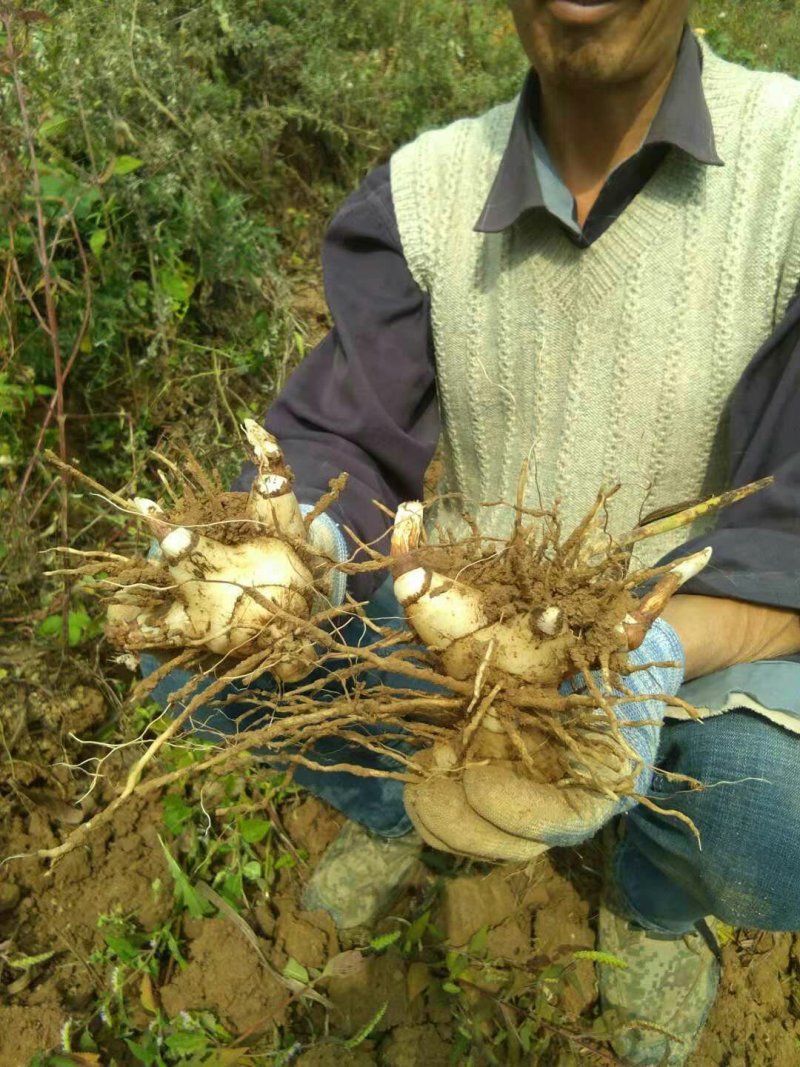 供应白芨球块苗子果夹，野生紫色三叉。聊一聊谈