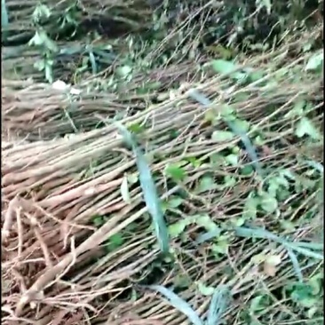 资丘邹皮木瓜树苗