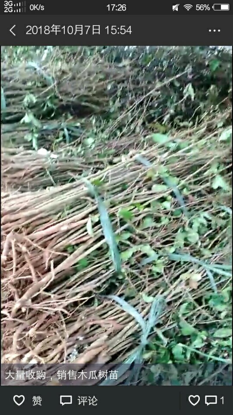 资丘邹皮木瓜树苗