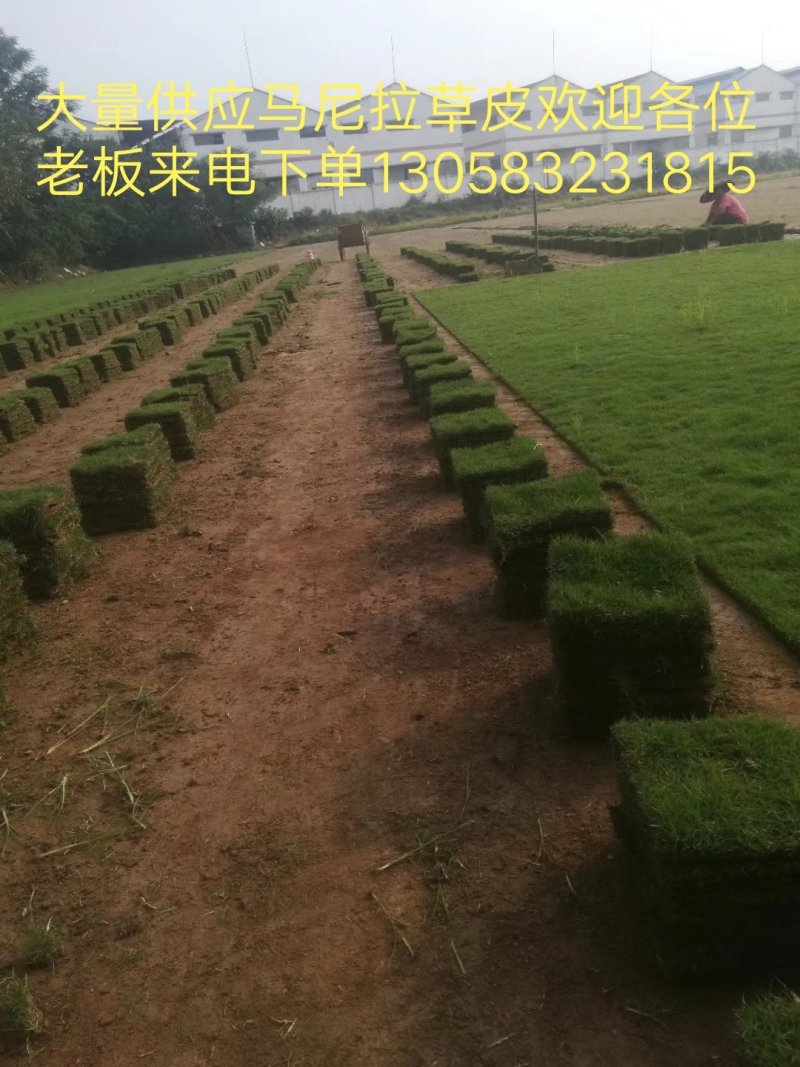 绿化草皮或草卷十成密度自产自销