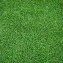 绿化草皮或草卷十成密度自产自销