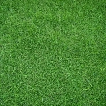 绿化草皮或草卷十成密度自产自销