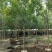 白蜡树苗圃大量现货供应:各规格白蜡、老式、速生、
