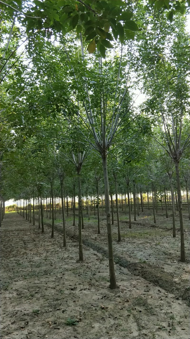 白蜡树苗圃大量现货供应:各规格白蜡、老式、速生、