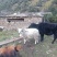 绵羊肉