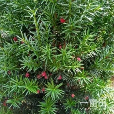 红豆杉小苗一10公分