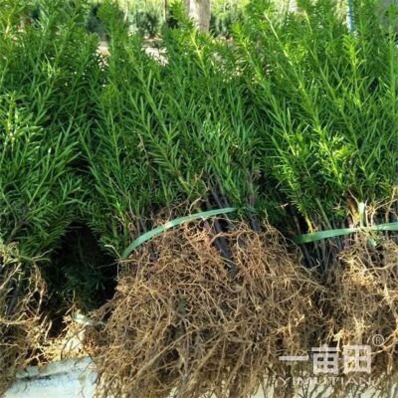 红豆杉小苗一10公分
