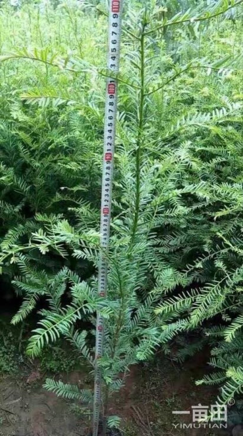 红豆杉小苗一10公分