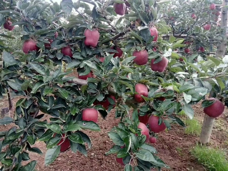 苹果树苗90-100cm