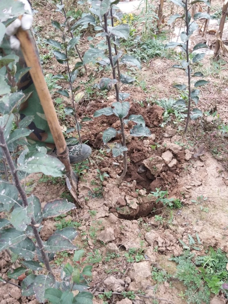 苹果树苗90-100cm