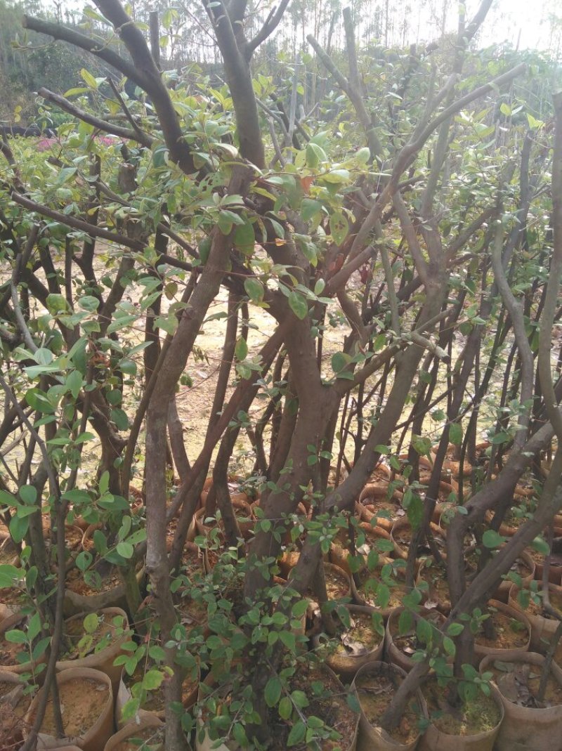 桃金娘苗，姑念