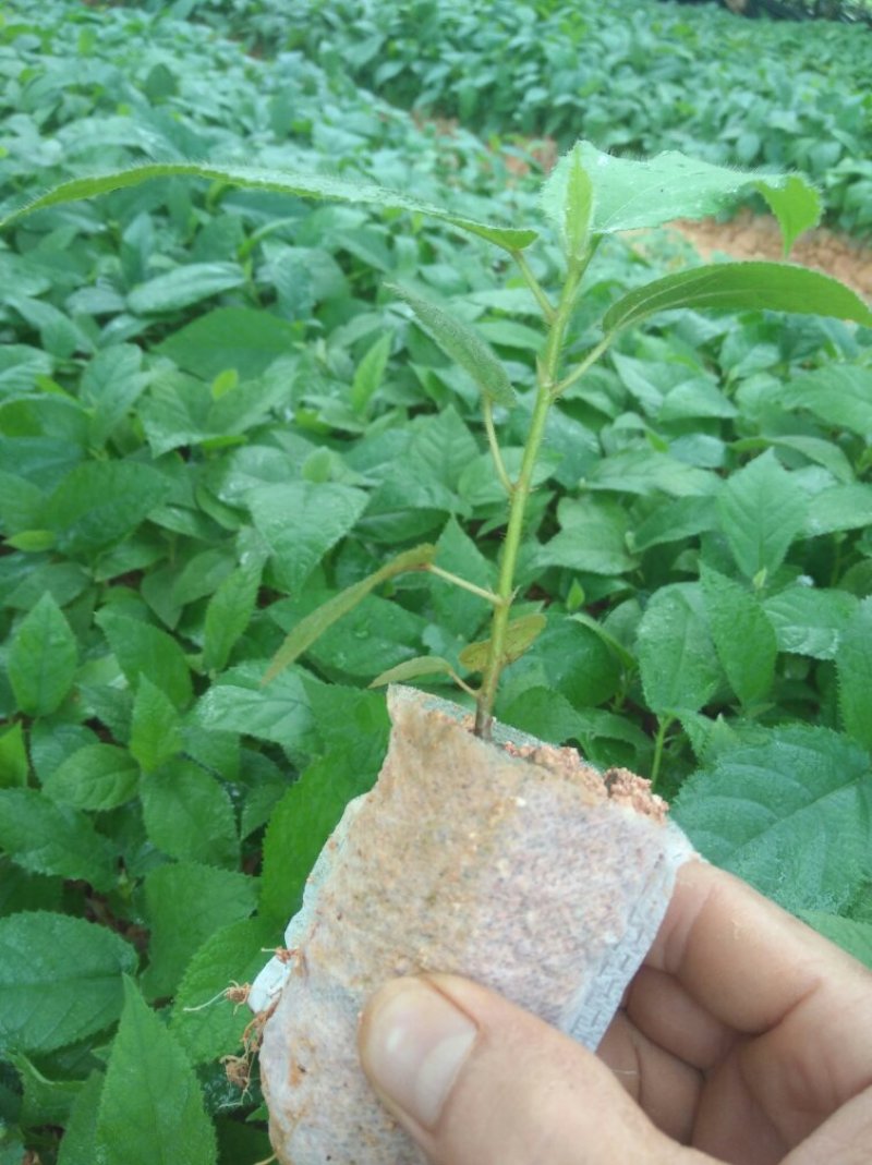 五指毛桃种苗