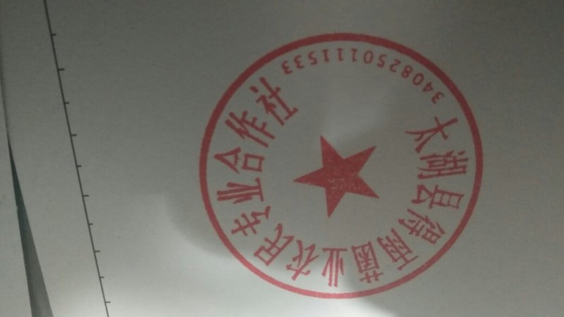 茯苓统丁，鲜茯苓