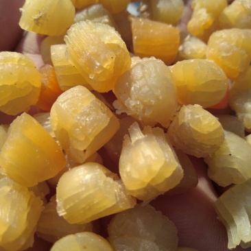 干贝，大连干贝，干瑶柱，扇贝干，海湾贝干