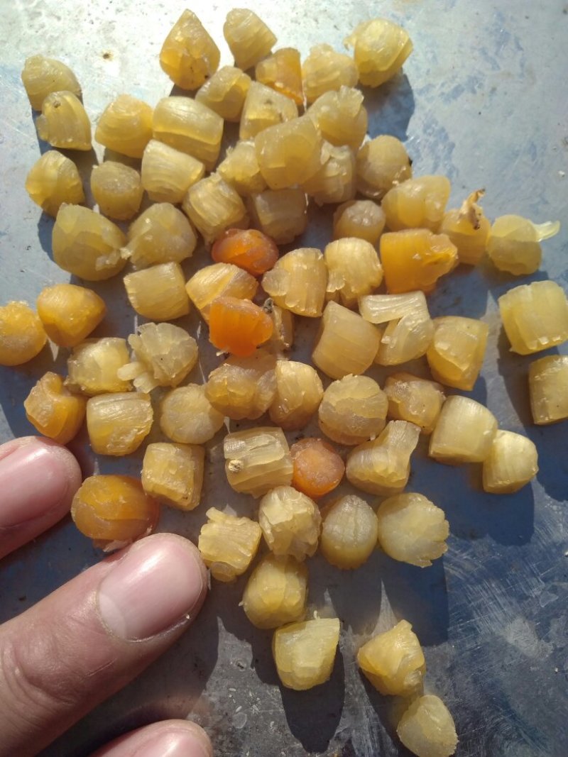 干贝，大连干贝，干瑶柱，扇贝干，海湾贝干