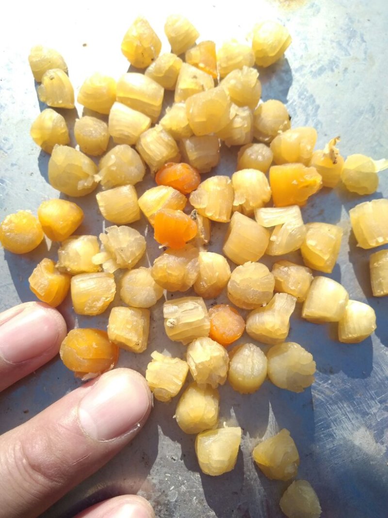 干贝，大连干贝，干瑶柱，扇贝干，海湾贝干