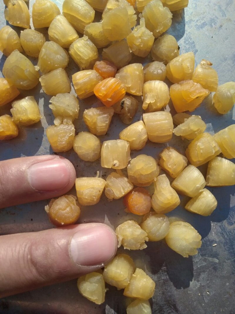 干贝，大连干贝，干瑶柱，扇贝干，海湾贝干