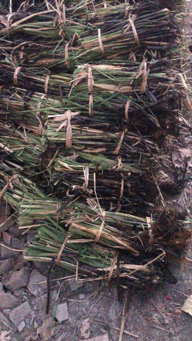 茭白种苗