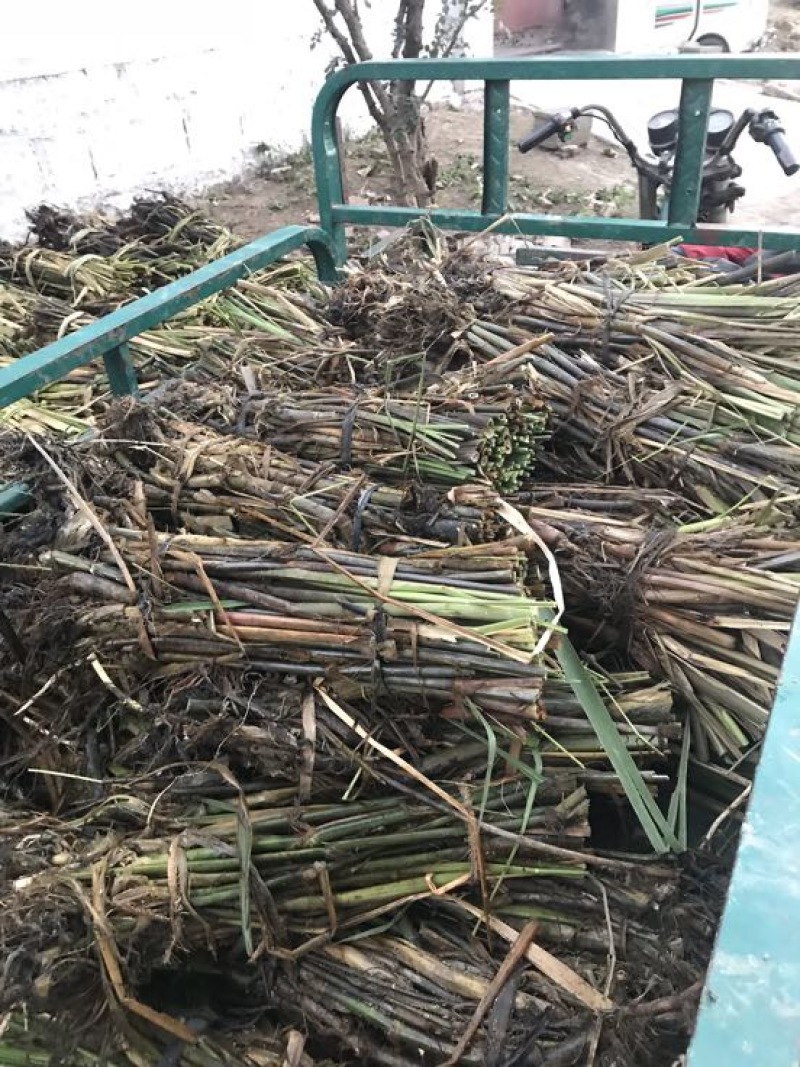茭白种苗